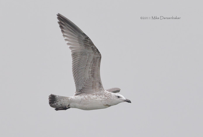 Mongolian Gull (Larus [vegae] mongolicus) photo