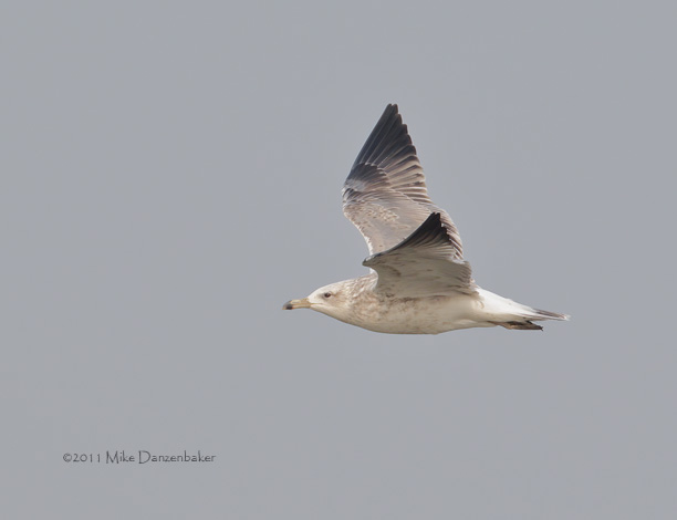 Mongolian Gull (Larus [vegae] mongolicus) photo