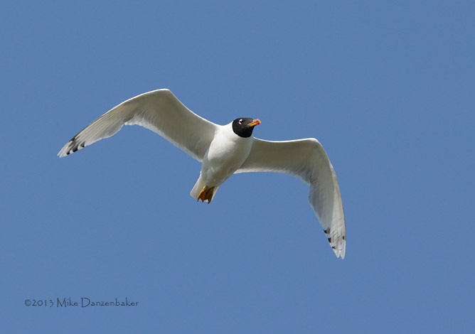 Pallas's Gull (Ichthyaetus ichthyaetus) photo