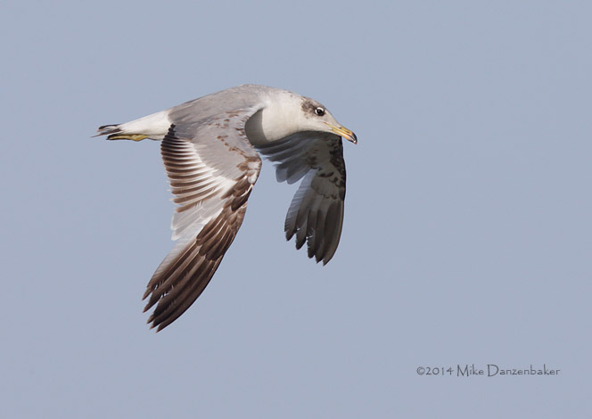Pallas's Gull (Ichthyaetus ichthyaetus) photo