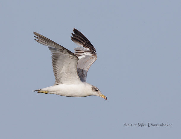 Pallas's Gull (Ichthyaetus ichthyaetus) photo