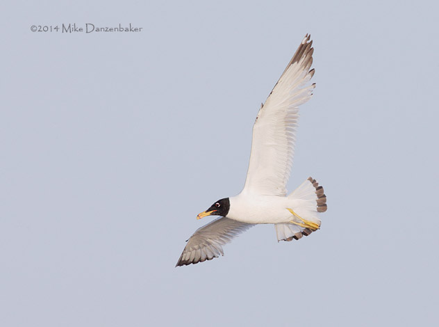 Pallas's Gull (Ichthyaetus ichthyaetus) photo