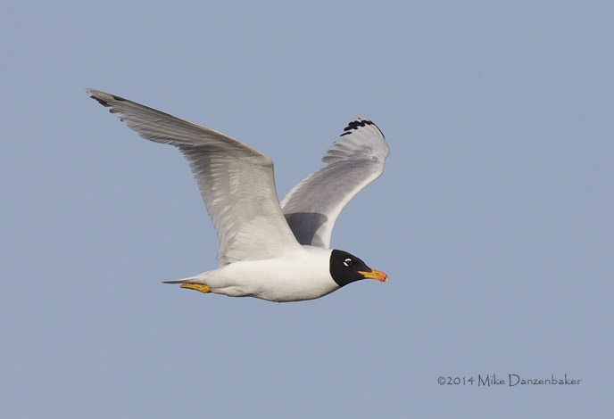 Pallas's Gull (Ichthyaetus ichthyaetus) photo