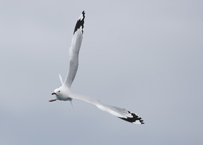 Red-billed Gull (Larus scopulinus) photo