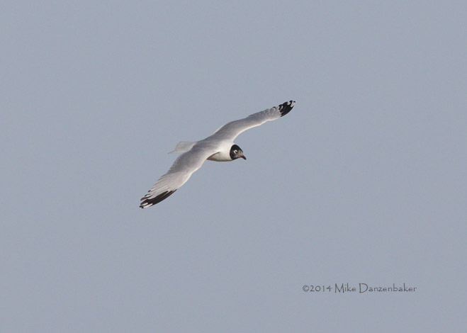 Relict Gull (Ichthyaetus relictus) photo