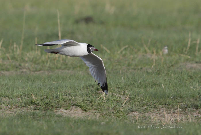 Relict Gull (Ichthyaetus relictus) photo