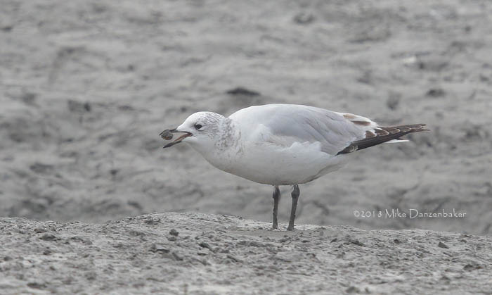 Relict Gull (Ichthyaetus relictus) photo