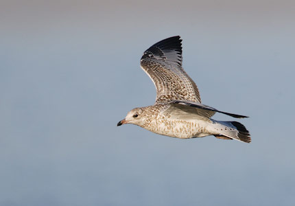 Ring-billed Gull (Larus delawarensis) photo