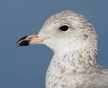Ring-billed Gull (Larus delawarensis) photo