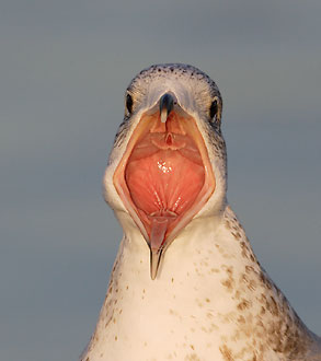Ring-billed Gull (Larus delawarensis) photo