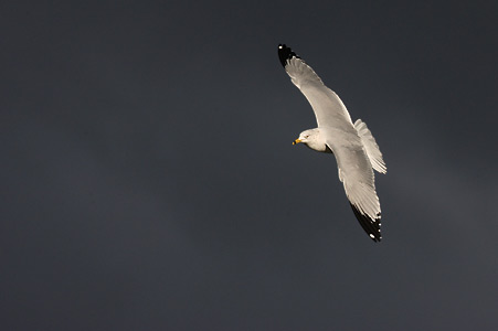 Ring-billed Gull (Larus delawarensis) photo