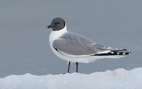 Sabine's Gull (Xema sabini) photo