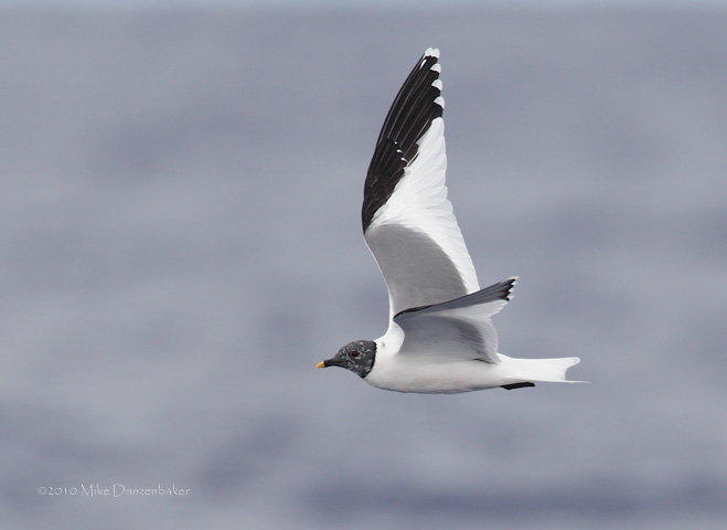 Sabine's Gull (Xema sabini) photo