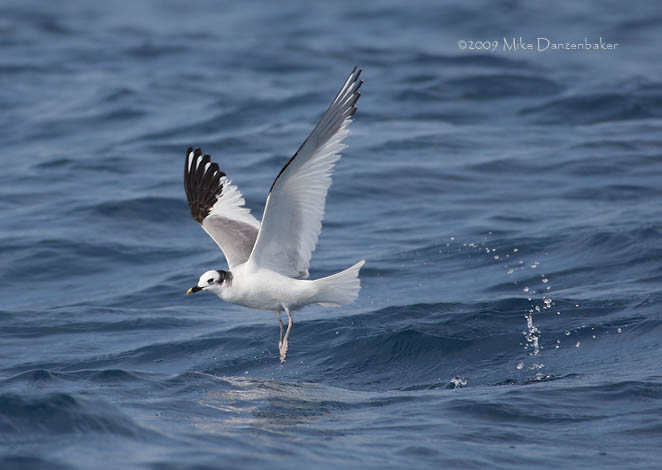 Sabine's Gull (Xema sabini) photo