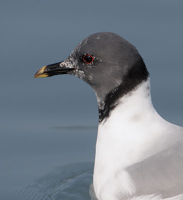 Sabine's Gull (Xema sabini) photo