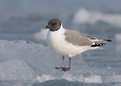 Sabine's Gull (Xema sabini) photo