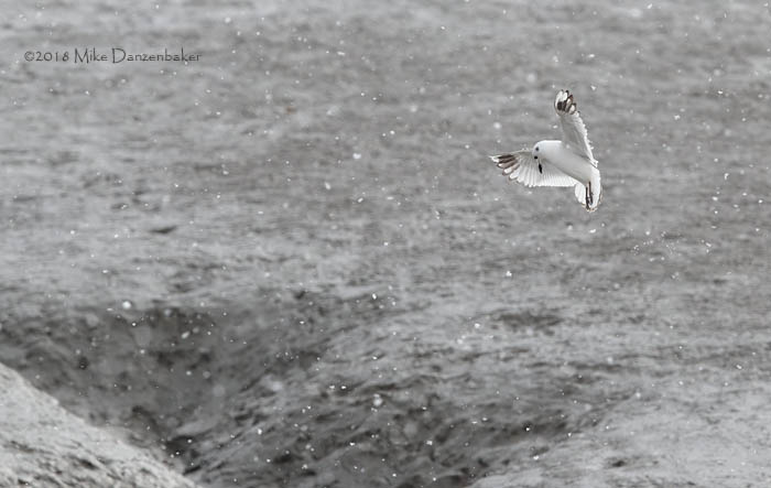 Saunders's Gull (Chroicocephalus saundersi) photo
