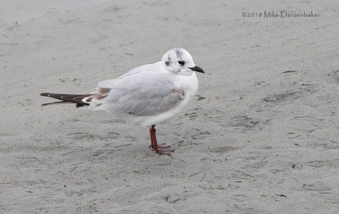 Saunders's Gull (Chroicocephalus saundersi) photo