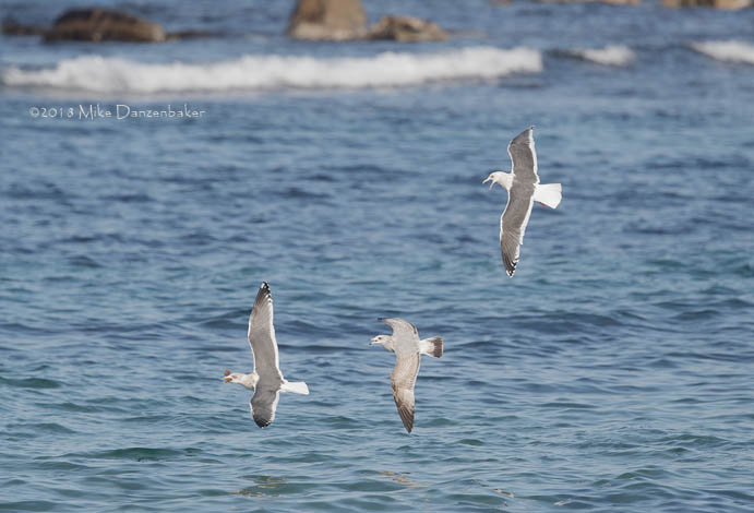 Slaty-backed Gull (Larus schistisagus) photo