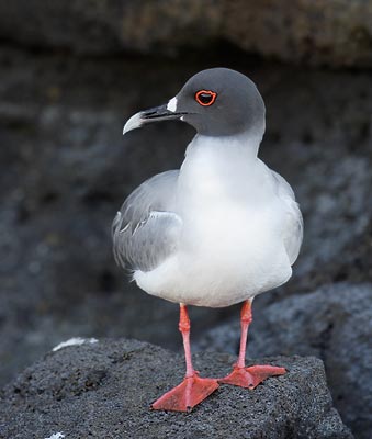 Swallow-tailed Gull (Creagrus furcatus) photo