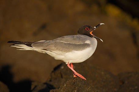 Swallow-tailed Gull (Creagrus furcatus) photo