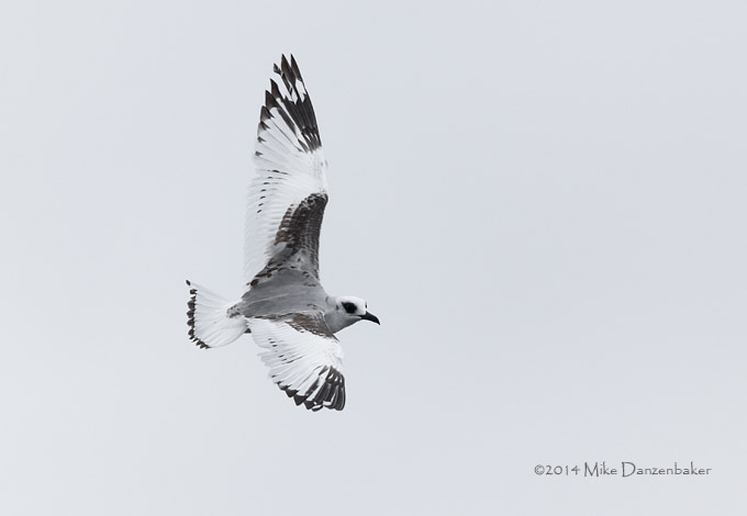 Swallow-tailed Gull (Creagrus furcatus) photo