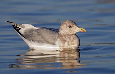 Thayer's Gull (Larus thayeri) photo