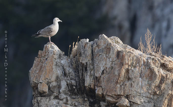 Vega Gull (Larus vegae) photo