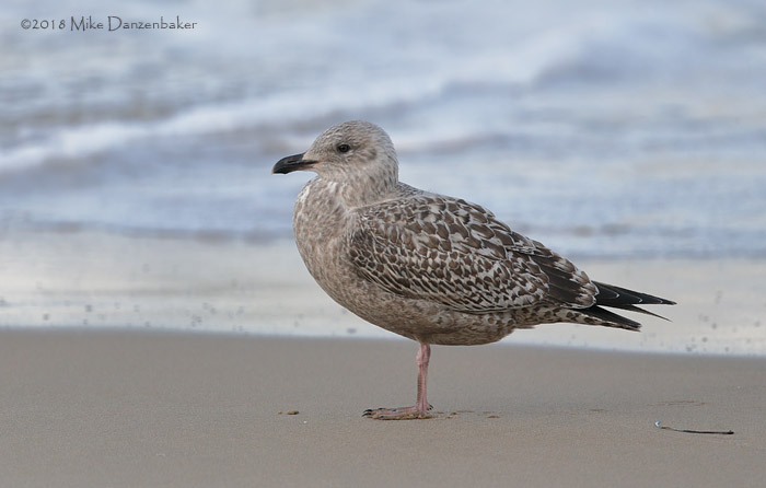 Vega Gull (Larus vegae) photo