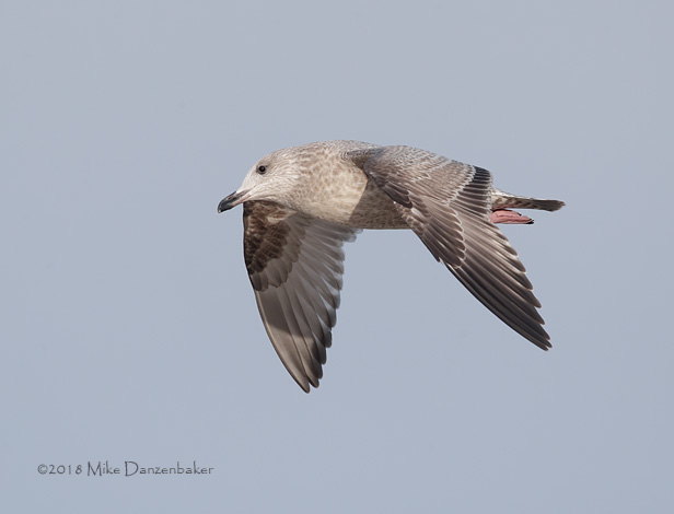 Vega Gull (Larus vegae) photo