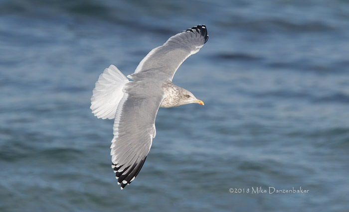 Vega Gull (Larus vegae) photo