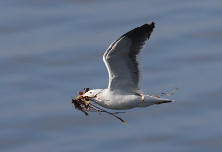 Western Gull (Larus occidentalis) photo