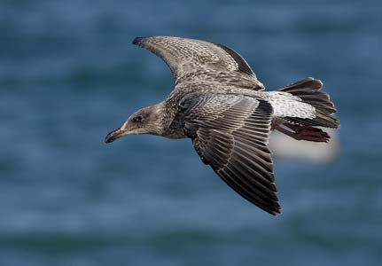 Yellow-footed Gull (Larus livens) photo