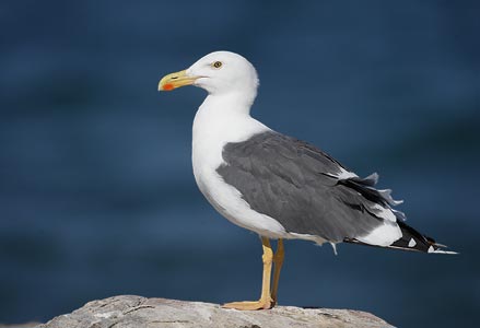 Yellow-footed Gull (Larus livens) photo