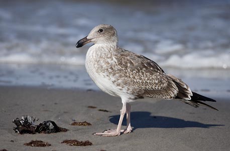 Yellow-footed Gull (Larus livens) photo