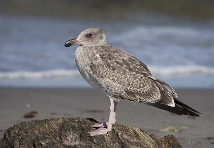 Yellow-footed Gull (Larus livens) photo