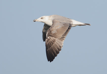 Yellow-legged Gull (Larus michahellis) photo