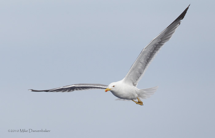 Yellow-legged Gull (Larus michahellis) photo