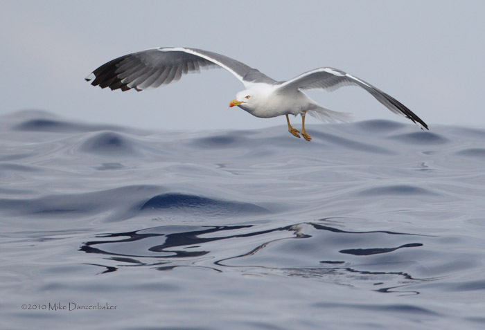 Yellow-legged Gull (Larus michahellis) photo