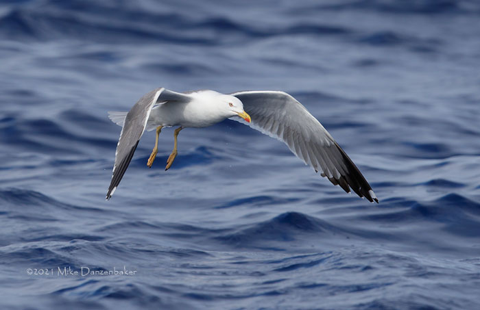 Yellow-legged Gull (Larus michahellis) photo