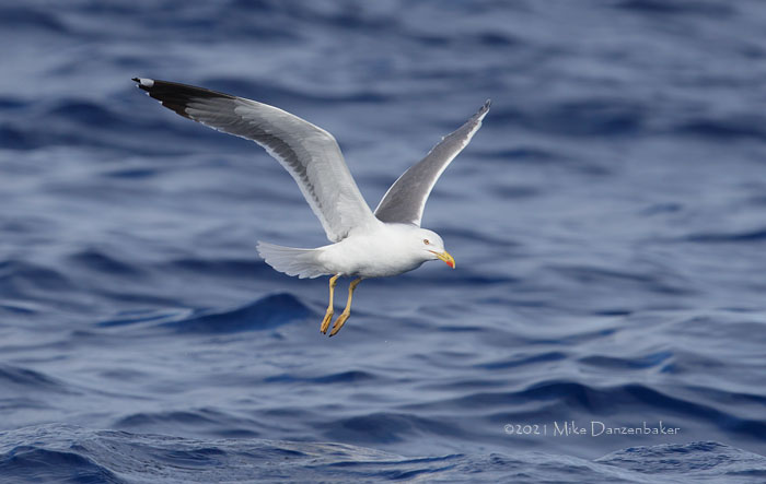 Yellow-legged Gull (Larus michahellis) photo