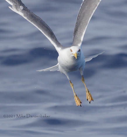 Yellow-legged Gull (Larus michahellis) photo