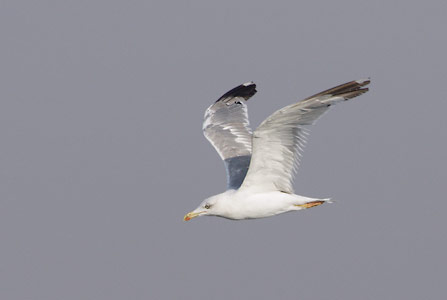 Yellow-legged Gull (Larus michahellis) photo