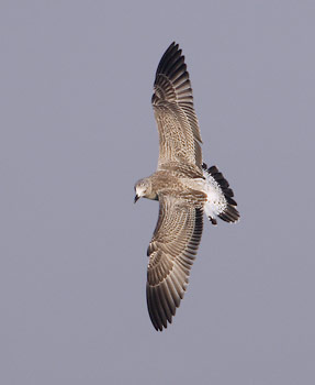 Yellow-legged Gull (Larus michahellis) photo