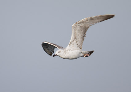 Yellow-legged Gull (Larus michahellis) photo
