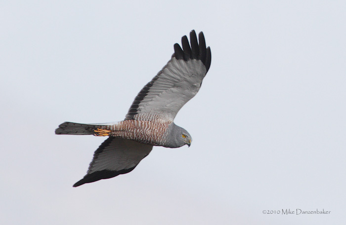 Cinereous Harrier (Circus cinereus) photo