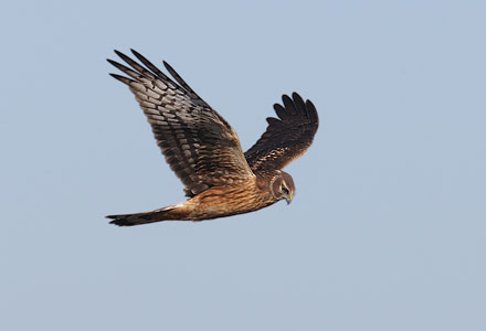 Northern Harrier (Circus cyaneus) photo