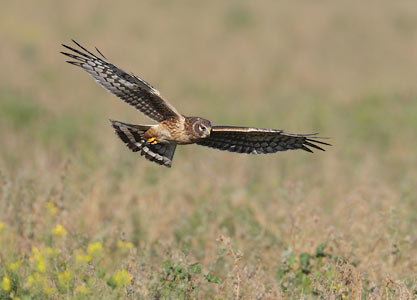 Northern Harrier (Circus cyaneus) photo