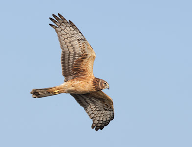 Northern Harrier (Circus cyaneus) photo