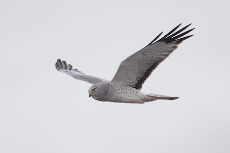 Northern Harrier (Circus cyaneus) photo